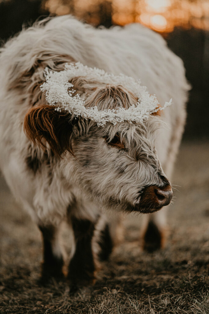 image of cow in flower crown